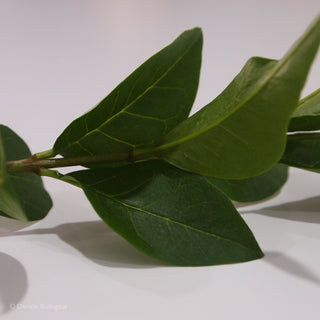 Privet Ligustrum Leaves Close Up