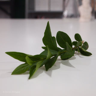 Privet Ligustrum Leaves