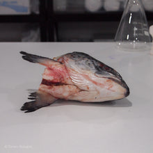 Load image into Gallery viewer, Frozen Salmon Fish Head Underside