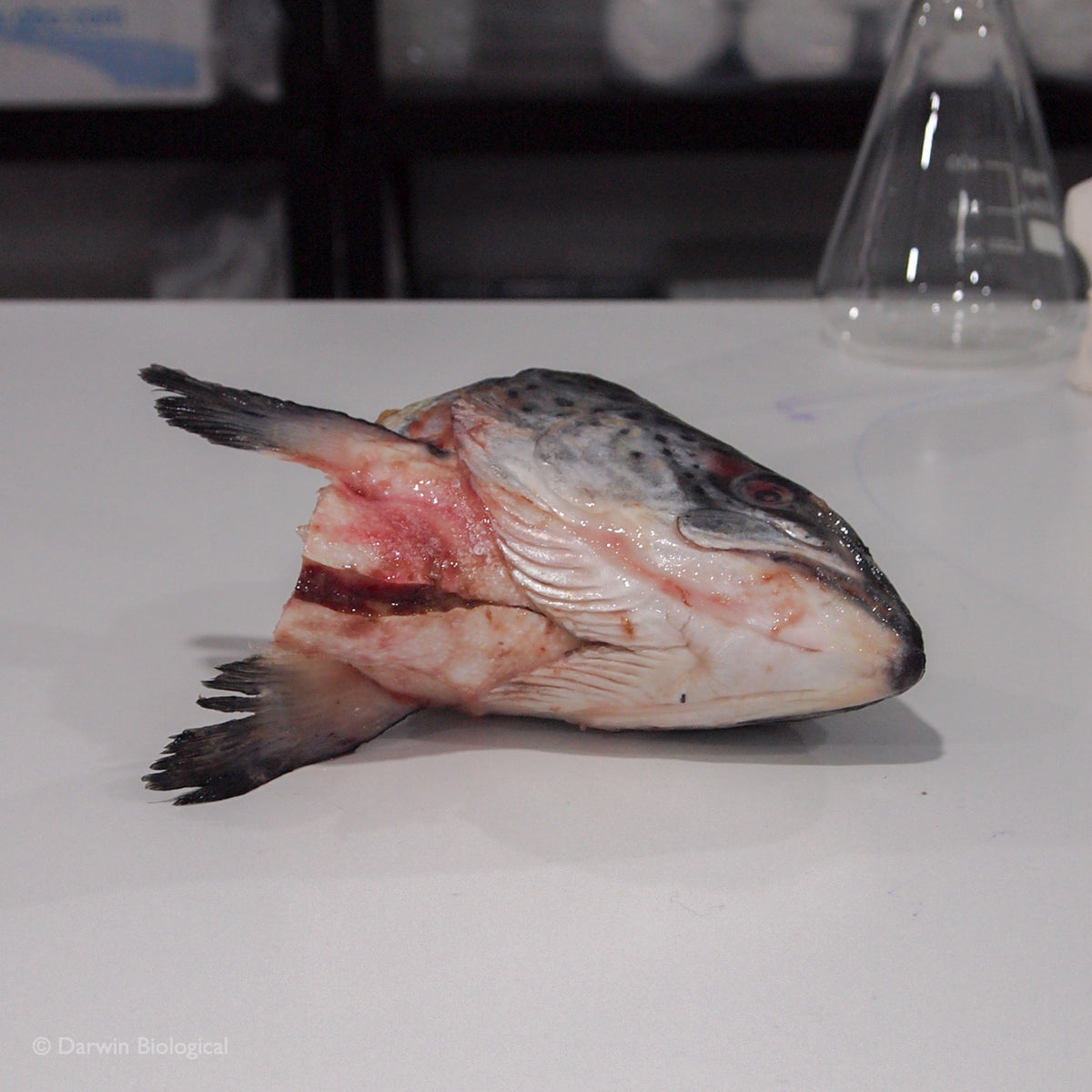 Frozen Fish Head | Darwin Biological