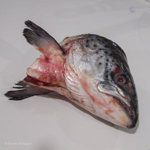 Frozen Salmon Fish Head
