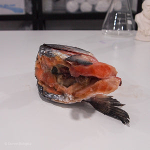 Frozen Salmon Fish Head Inside