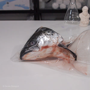 Frozen Salmon Fish Head Vacuum Packed