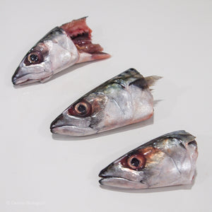 Frozen Fish Head | Darwin Biological