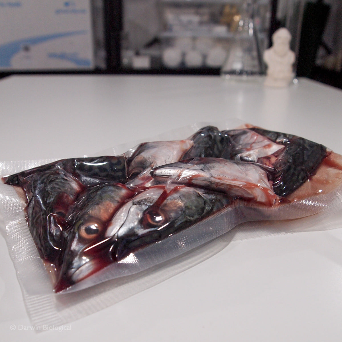 Frozen Fish Head | Darwin Biological