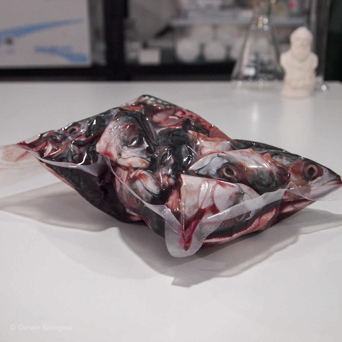 Frozen Fish Head | Darwin Biological