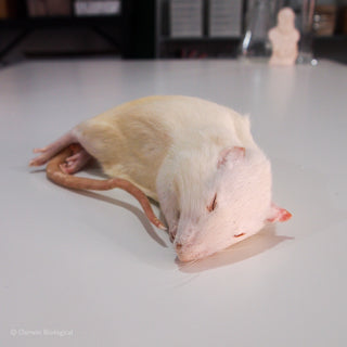 Frozen White Rat