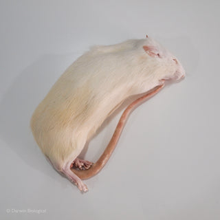 Frozen White Rat