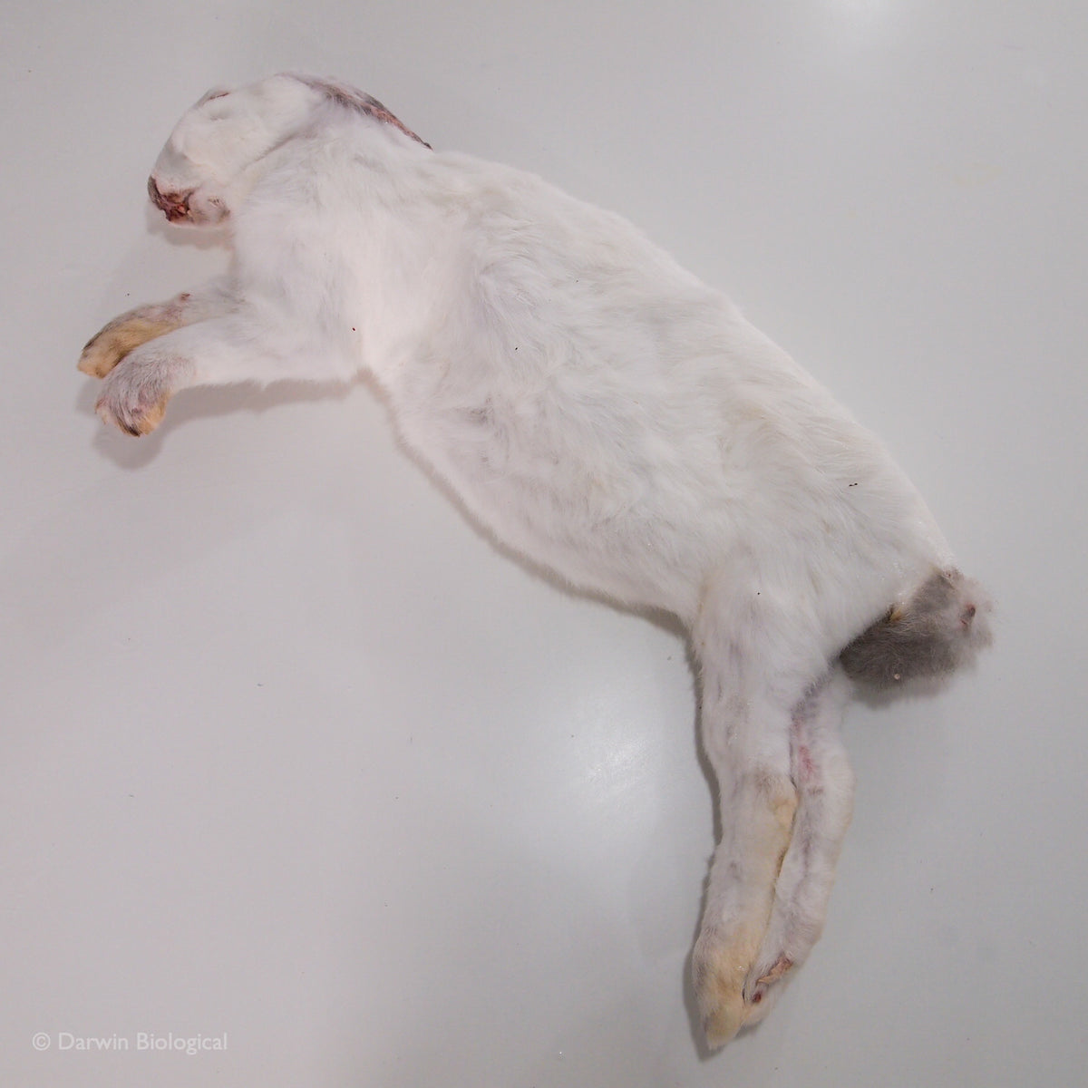 Frozen Rabbit | Biology Supplies - Darwin Biological