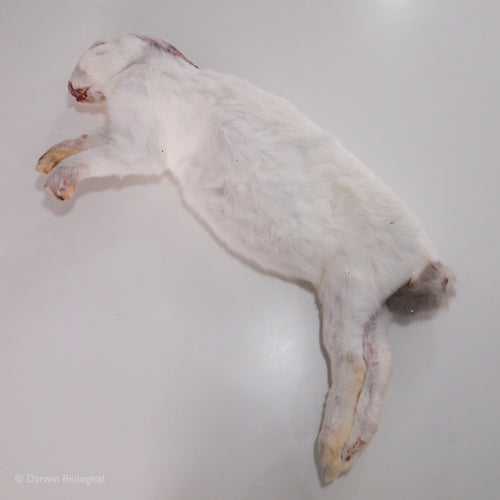 Make Rabbit Specimen Frozen Specimens | Darwin Biological