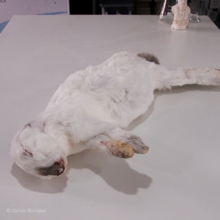 Frozen Rabbit
