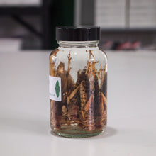 Load image into Gallery viewer, Preserved Locusts in Jar 10 pack
