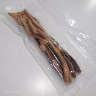Preserved Earthworms Lumbricus Terrestris
