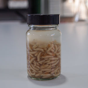 Preserved Blowfly Larvae Maggots