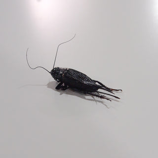 Preserved Black Cricket