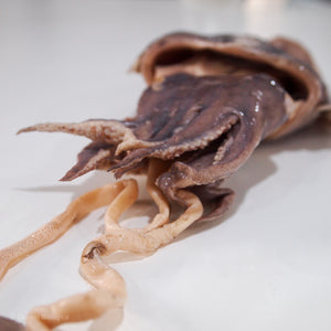 Preserved Cuttlefish