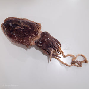Preserved Cuttlefish