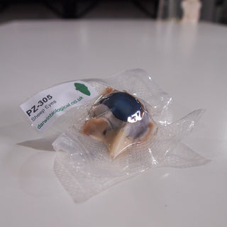 Preserved Sheep Eyes