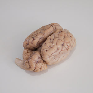 Preserved Sheep Brain