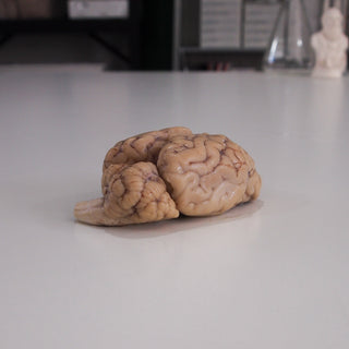 Preserved Sheep Brain
