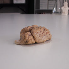 Load image into Gallery viewer, Preserved Sheep Brain