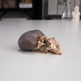 Preserved Sheep Kidney