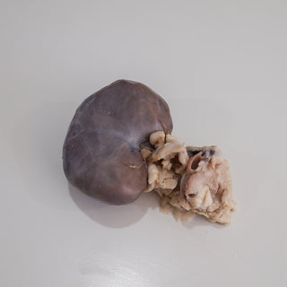 Preserved Sheep Kidney