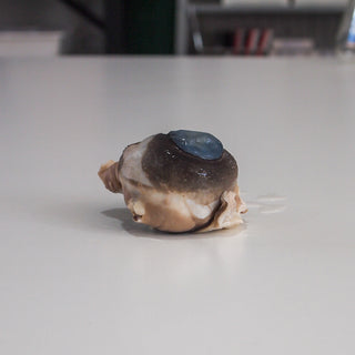 Preserved Cow Eye