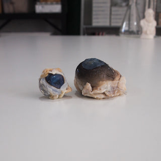 Preserved Sheep Eye and Cow Eye